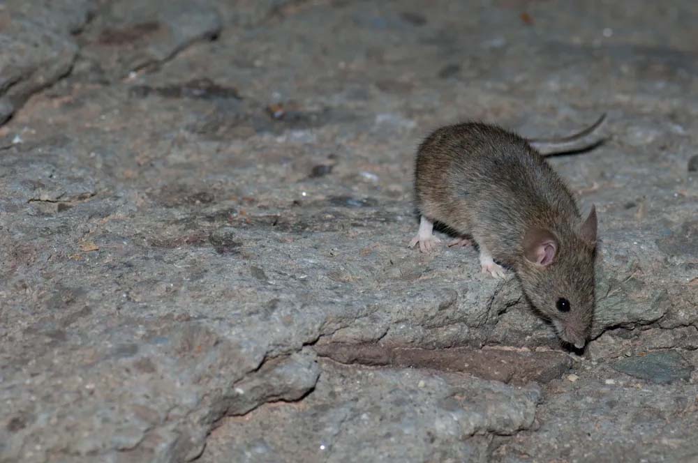 How Pest Activity Changes in Maryland as Temperatures Drop