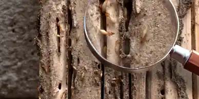 TERMITE CONTROL