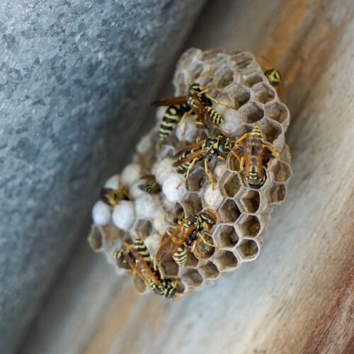 How to Prevent Wasps and Hornets from Nesting Around Your Home