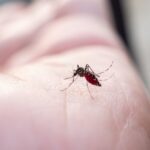Close-up of a mosquito feeding on human skin.