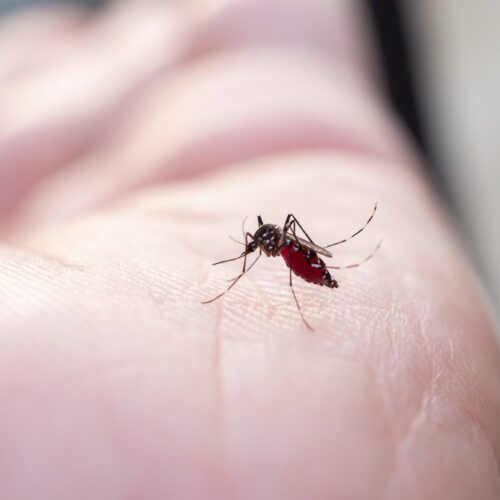 Why Mosquitoes Are Still a Problem in Maryland in September