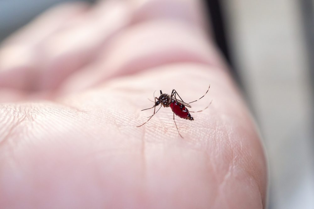 Close-up of a mosquito feeding on human skin.