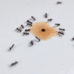 Ants crawling near food in a kitchen pantry.