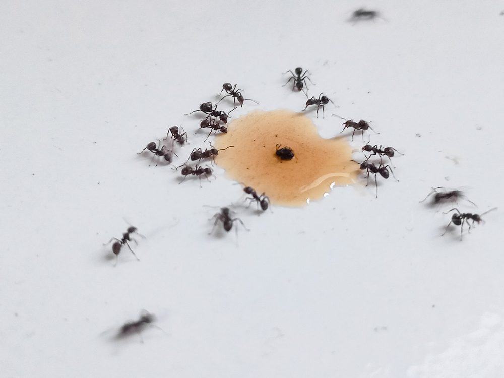 Ants crawling near food in a kitchen pantry.
