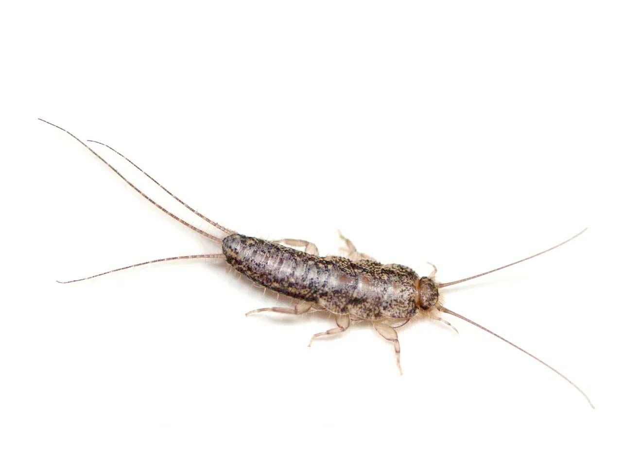 Silverfish with long antennae and tail filaments on a white background
