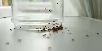 ANT CONTROL