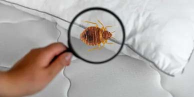 BED BUG CONTROL