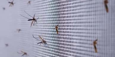 MOSQUITO CONTROL