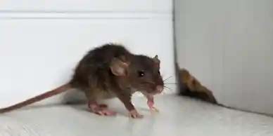 RODENT CONTROL