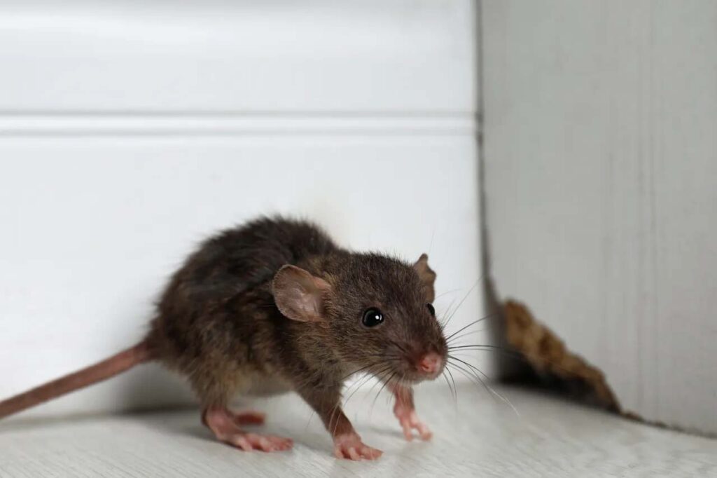 slider-mouse image