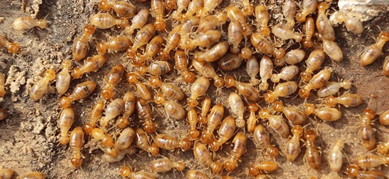 termite