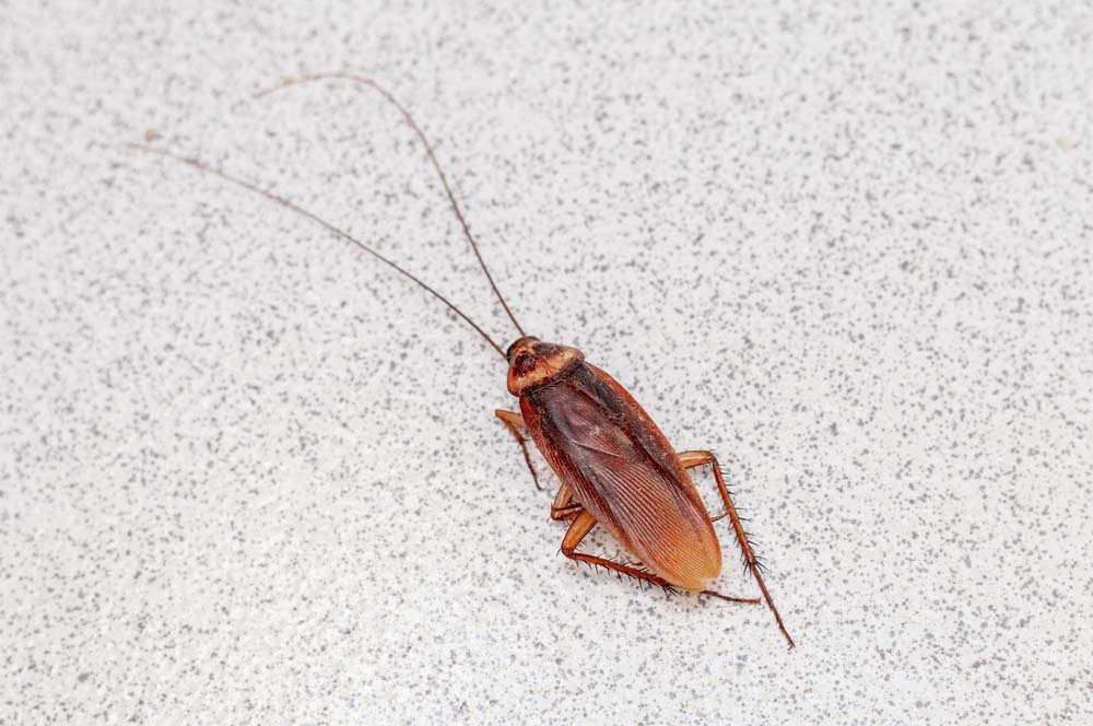 A,Vivid,Macro,Shot,Of,A,Live,Cockroach,On,A