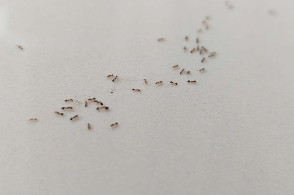 A,Close-up,Shot,Of,Several,Ants,On,A,Light,,Off-white