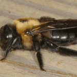 eastern carpenter bee