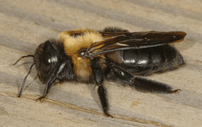 eastern carpenter bee